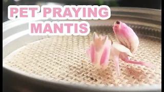 Pet Praying Mantis!