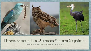 Червона книга України (птахи)