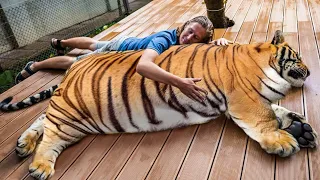 Tierarzt bemerkt seltsames Ultraschallbild dieser trächtigen Tigerin und ruft sofort die Polizei!