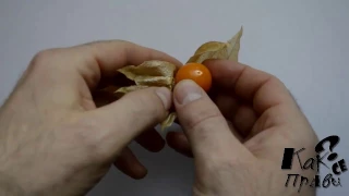 Как вы едите физалис Physalis sp.