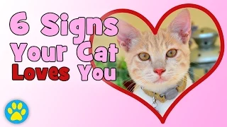 6 Signs Your Cat Loves You!