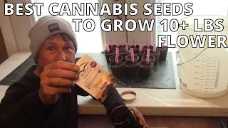 Use these Cannabis Seeds to Grow 10+ Pounds of Flower + Bed Prep