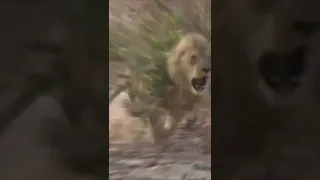 LION CHARGES HUNTER AND ALMOST KILLS HIM!!!!