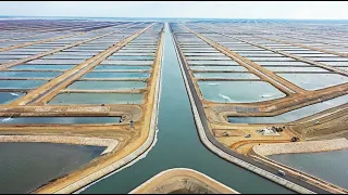 Mısır, Devasa Su Çiftliği Sayesinde Dünyanın En Büyük Balık İhracatçısı Oluyor