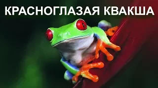 Красноглазая квакша