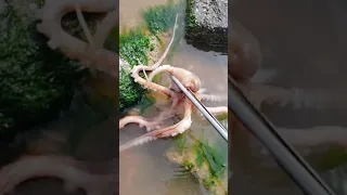 Catching Seafood 🦐🦀 | Deep Sea Creatures (Catch Crab, Catch Fish) - Amzing Tik Tok #85
