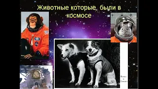 Животные в космосе.