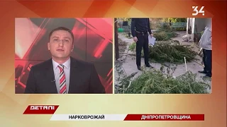 В Магдалиновском районе у местного жителя нашли 70 кустов конопли
