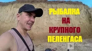 ловля крупного пеленгаса