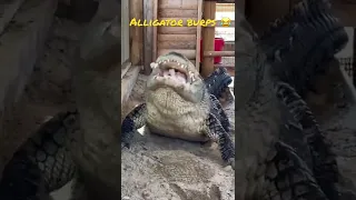 Alligator 🐊 burps 🤣 LIKE & SUBSCRIBE #alligator#chicken#food