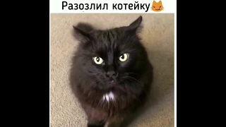 НОВЫЕ смешные ПРИКОЛЫ про животных 2019 года - Funny Pets 2019!