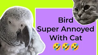 Bird Super Annoyed With Cats Constant Meowing 🤣 #animals #pets #birds #funny #cute #fun #lol #parrot