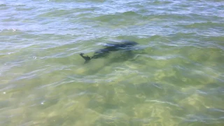 Shark In Shallow Tampa Bay Water Near Me - IMRAN™
