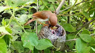 Yellow eyed babbler bird three babies @AnimalsandBirds107