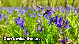 The English Bluebell - A Very British Wildflower
