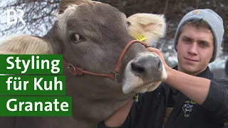 Challenge: Landwirt frisiert Braunvieh Kuh für Wettbewerb | Kuhfitting | Allgäu | Unser Land | BR
