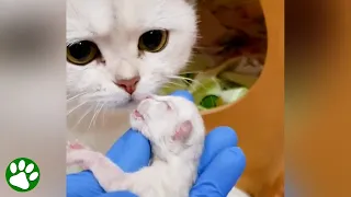 Kitten Born Dead Brought Back To Life