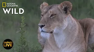 Safari Live - Day 286 | Nat Geo Wild