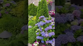 Daily gratitude: Hydrangea season. #gardening #hydrangeas #dailygratitude