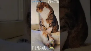 СМЕШНЫЕ КОШКИ, ПРИКОЛЫ С КОШКАМИ, ГРУСТЬ, ПЕЧАЛЬ, ДЕПРЕССИЯ 😿