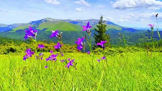 4K HDR Wonderful spring wildflowers mountain landscape.  Relaxing mountain sound.