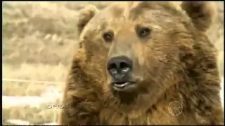 Brutus, the pet grizzly bear