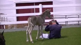 Two day old Rocky Mountain Foal