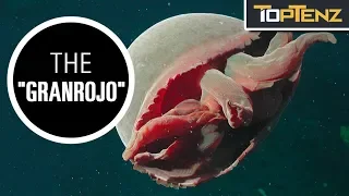 Top 10 Creepy Creatures of the Deep