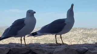 Feeding a begging gull pair (Calpe, Spain)