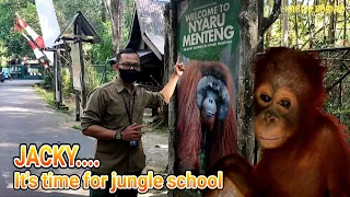 Baby orangutan Jacky finally arrived at the BOS Foundation Nyaru Menteng | Time for jungle school