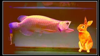 Best Top 5 Arowana Fish Challenges | Best scene of Arowana feeding with huge creatures