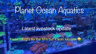 Latest livestock update, more fish and corals for your reef aquarium