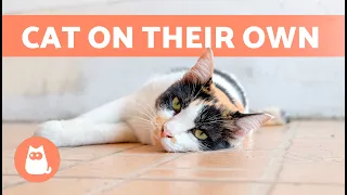 How to LEAVE a CAT HOME ALONE 🐱🏠 (Tips and Care)