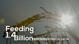 Feeding 1.4 billion: Smart farming with China's big grain silo