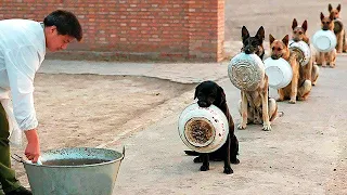 Die 10 besten ausgebildeten und disziplinierten Hunde der Welt!