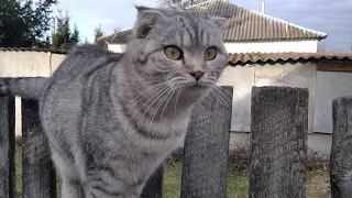 Какой же всё-таки смешной кот Сева 🐱