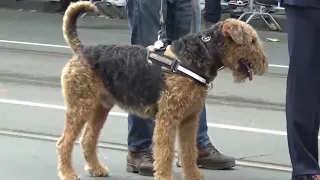 Veteranendag 2022 Den Haag - De Muziekkorpsen