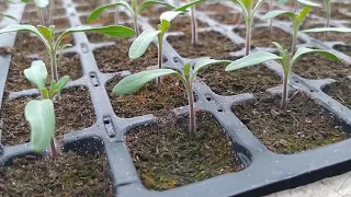 Технологія вирощування розсади помідора!!