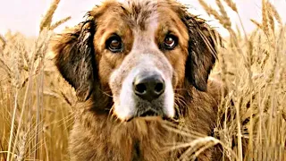 قصة حقيقية عن كلب يجد صاحبه مرة أخرى بعد ٣٦ سنة من المعاناه|A Dog’s Purpose
