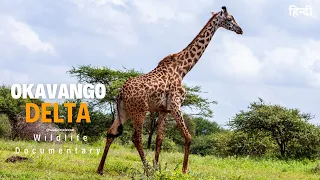 Wildlife documentary in hindi - Okavango Delta । हिन्दी डॉक्यूमेंट्री, Wild animals in Africa