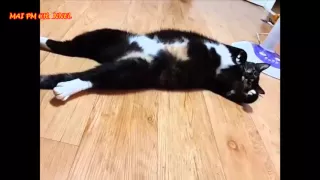 Funny Cats Compilation Коты смешные приколы 2016 №17