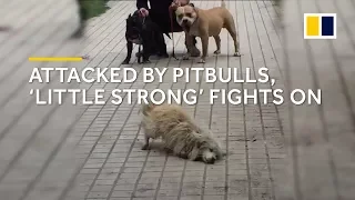 Attacked by pitbulls, stray dog 'Little Strong' in China fights on