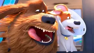 مجموعة من الكلاب بتقدر تنقذ الحيوانات من السرك | ملخص فيلم the secret life of pets