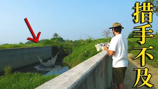 嚇！腳邊突然衝出一尾大魚！搞得我心驚肉跳！只好釣起來看牠發育正不正常！