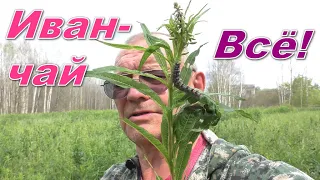 Ivan-chai 🌺 is dead! It was eaten by caterpillars 🐛 (Russian tea).