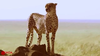 Amazing Gazelle Take Down Three Cheetah To Escape | Cheetah Hunting Fail