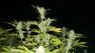 Ak47 outdoor grow