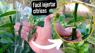 🍋 ASÍ DE FÁCIL SE INJERTA UN LIMONERO QUE PRENDA - INJERTO DE CÍTRICOS