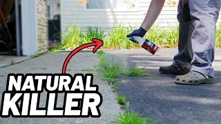 OBLITERATE all Weeds with this Natural Weed Killer