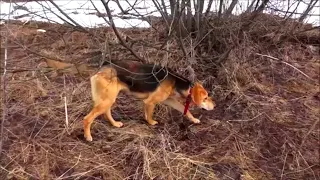 Русские гончие ч.п/ч Сигнал ( Плакуня ), Аргон 10 мес. вл. Шатров В.А.